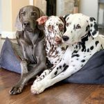 Just Right Dog Food New Customers: 75% Off : 38-Lbs Custom Nutrition Blend Food $28.03 ($0.73 per lb), More + free shipping