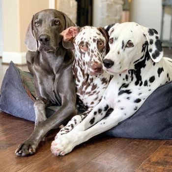 Just Right Dog Food New Customers: 75% Off : 38-Lbs Custom Nutrition Blend Food $28.03 ($0.73 per lb), More + free shipping