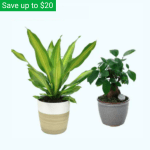 Today only: Up to 45% off select Costa Farms plants