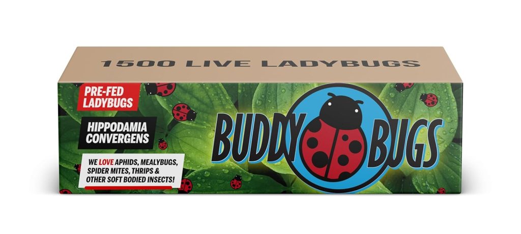 1500 Live Ladybugs for Garden Hippodamia Convergens Guaranteed Live Delivery