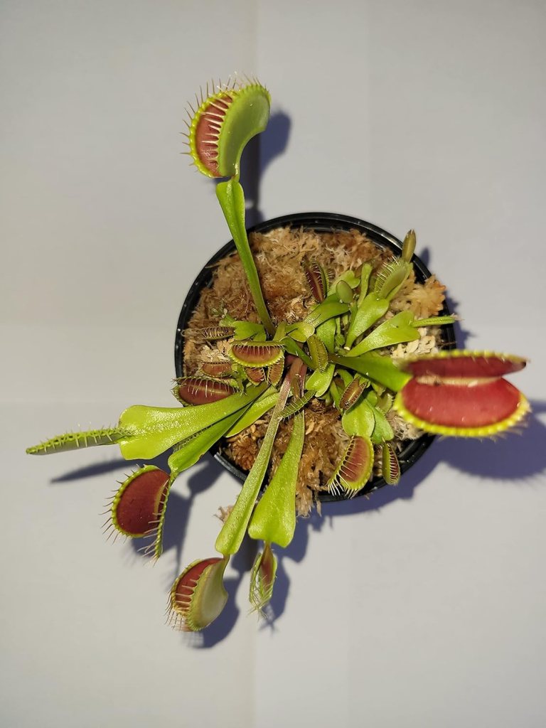 Large Sized Live 'Giant' Venus Flytrap