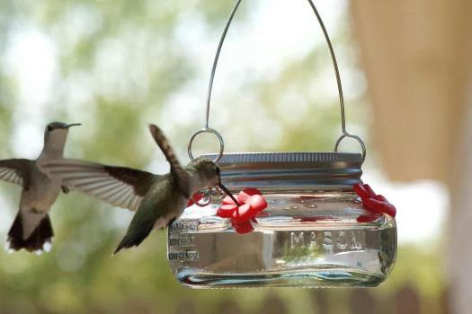 Nature’s Way Mason Jar Hummingbird Feeder: 50% Off Amazon Deal Review