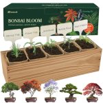5 DIY Bonsai Tree Kit for Beginners