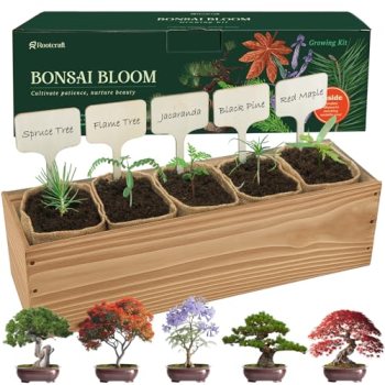 5 DIY Bonsai Tree Kit for Beginners
