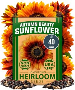 HOME GROWN Autumn Beauty Sunflower Seeds to Plant 40 Heirloom Non-GMO Sunflower