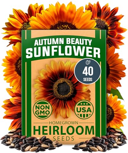 HOME GROWN Autumn Beauty Sunflower Seeds to Plant 40 Heirloom Non-GMO Sunflower