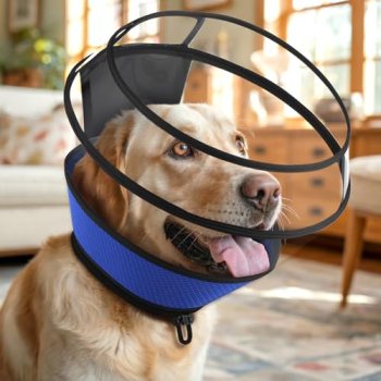 Soft Dog Cone for Dogs After Surgery