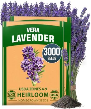 HOME GROWN Non GMO English Lavender Seeds 3