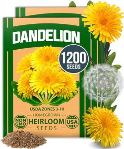 HOME GROWN Dandelion Seeds for Planting