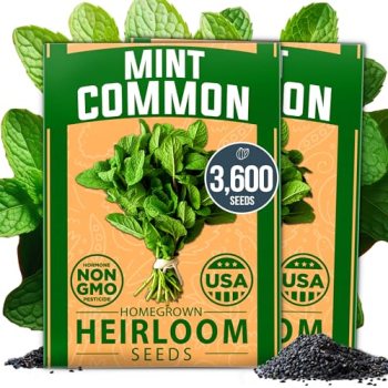 HOME GROWN Premium Common Mint Seeds (Bulk Pack) 3