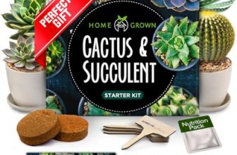 HOME GROWN Succulent & Cactus Seed Starter Kit, DIY Gardening Gift