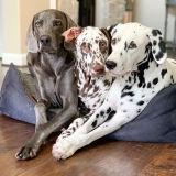 Just Right Dog Food New Customers: 75% Off : 38-Lbs Custom Nutrition Blend Food $28.03 ($0.73 per lb), More + free shipping