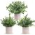 Der Rose 3 Pack Mini Potted Fake Plants Artificial Plastic Eucalyptus Plants Top
