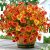 Thinktral Artificial Mums Fall Flowers for Outdoors