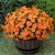 Nigirior Artificial Faux Flowers for Outdoor 16 Bundles Boxwood Fake Morning Glo