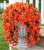 Bougainvillea Artificial Hanging Flowers Plants for Outdoors Decoration