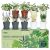 10 Indoor Herb Garden Kit, 33pcs Complete Kitchen Herb Starter Set Including 4-C