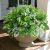 Starttag Artificial 20pcs Bunches Greenery Plants Fake Plastic Leaves with Stems
