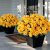 Juxdp 8 Bundles Artificial Camellia for Front Door Outside