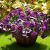 Fanfantoey Artificial Flowers for Outdoors