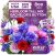 KVITER 800 Mix Bachelor Button Seeds (Centaurea cyanus) – Cornflower Seed Mix