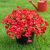 Vemander Artificial Flowers for Outdoor